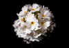 Primula_denticulata_var_alba.jpg (33986 byte)