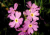 Primula_farinosa_2.jpg (39700 byte)