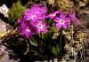 Primula_pedemontana_3.jpg (69603 byte)