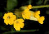 Primula_veris_o_officinalis.jpg (57680 byte)