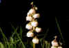 Pyrola_minor_2.jpg (31276 byte)