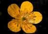 Ranunculus_montanus.jpg (42452 byte)