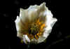 Ranunculus_pyrenaeus_1.jpg (31181 byte)