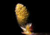 Salix_glauca_2.jpg (29477 byte)