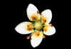 Saxifraga_aspera.jpg (22329 byte)