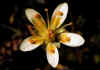 Saxifraga_branchialis_var_stellariana.jpg (38842 byte)