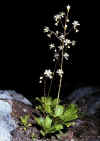 Saxifraga_cuneifolia_1.jpg (39062 byte)