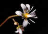 Saxifraga_cuneifolia_2.jpg (25626 byte)