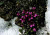 Saxifraga_oppositifolia_1.jpg (83228 byte)