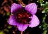 Saxifraga_oppositifolia_3.jpg (57270 byte)