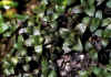 Saxifraga_retusa_var_Baumgarteni_1.jpg (82884 byte)