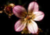 Saxifraga_rosacea.jpg (39219 byte)