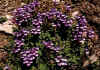 Scutellaria_alpina_ssp_alpina_1.jpg (101892 byte)
