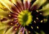 Sempervivum_grandiflorum_2.jpg (52379 byte)