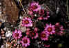 Sempervivum_montanum_1.jpg (75806 byte)