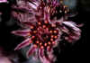 Sempervivum_tectorum.jpg (59527 byte)