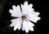 Silene_alpestris.jpg (26854 byte)