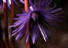 Soldanella_alpina_2.jpg (41367 byte)