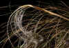 Stipa_pennata_2.jpg (75895 byte)