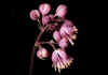 Thalictrum_aquilegifolium_1.jpg (26581 byte)