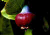 Vaccinium_myrtillus_2.jpg (37517 byte)