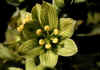 Veratrum_album_1.jpg (47858 byte)