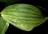 Veratrum_album_2.jpg (50233 byte)