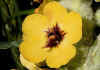 Verbascum_thapsus.jpg (60851 byte)