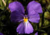 Viola_calcarata_1.jpg (39991 byte)