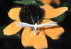 004 alucita pentadactyla.jpg (66281 byte)