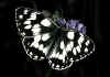 008 melanargia galathea.jpg (49939 byte)