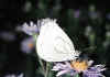 009 pieris brassicae.jpg (55437 byte)