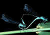 014 agrion puella.jpg (42668 byte)