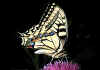 016 papilio machaon bis.jpg (43372 byte)