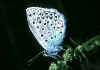 017 lysandra bellargus.jpg (63221 byte)
