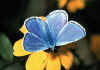 018 lysandra bellargus bis.jpg (67230 byte)