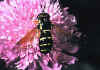 020 syrphus pirastri.jpg (78373 byte)