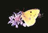 021colias hyale.jpg (32293 byte)