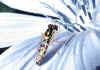 024 sphaerophoria scripta.jpg (68691 byte)
