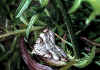 028 aplocera plagiata.jpg (77595 byte)