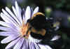 029 bombus terrestris.jpg (73262 byte)