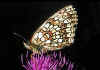 031 mellicta athalia.jpg (70249 byte)