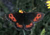 033 erebia epiphron.jpg (60197 byte)