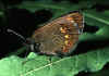 034 erebia epiphron bis.jpg (70315 byte)