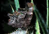 035 polygonia C album.jpg (69605 byte)