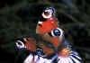 037 vanessa io.jpg (66190 byte)