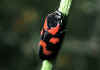 042 cercopis sanguinea.jpg (53980 byte)