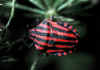 043 graphosoma italicum.jpg (55634 byte)