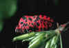 044 graphosoma italicum bis.jpg (46371 byte)