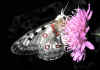 045 parnassius apollo.jpg (52615 byte)